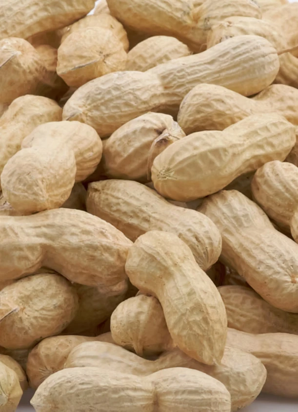 Groundnut-Inshell